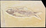Bargain Knightia Fossil Fish - Wyoming #42342-1